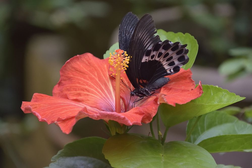 Photograph by Sudhakaran Kookiri