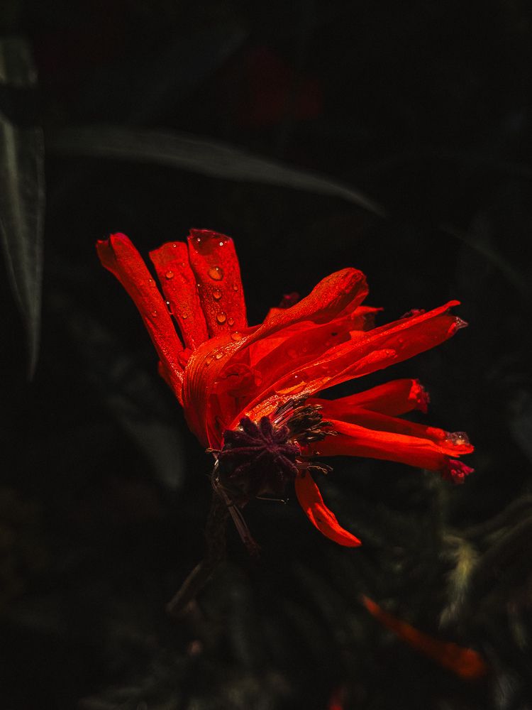 Photograph by Светлана Долганова