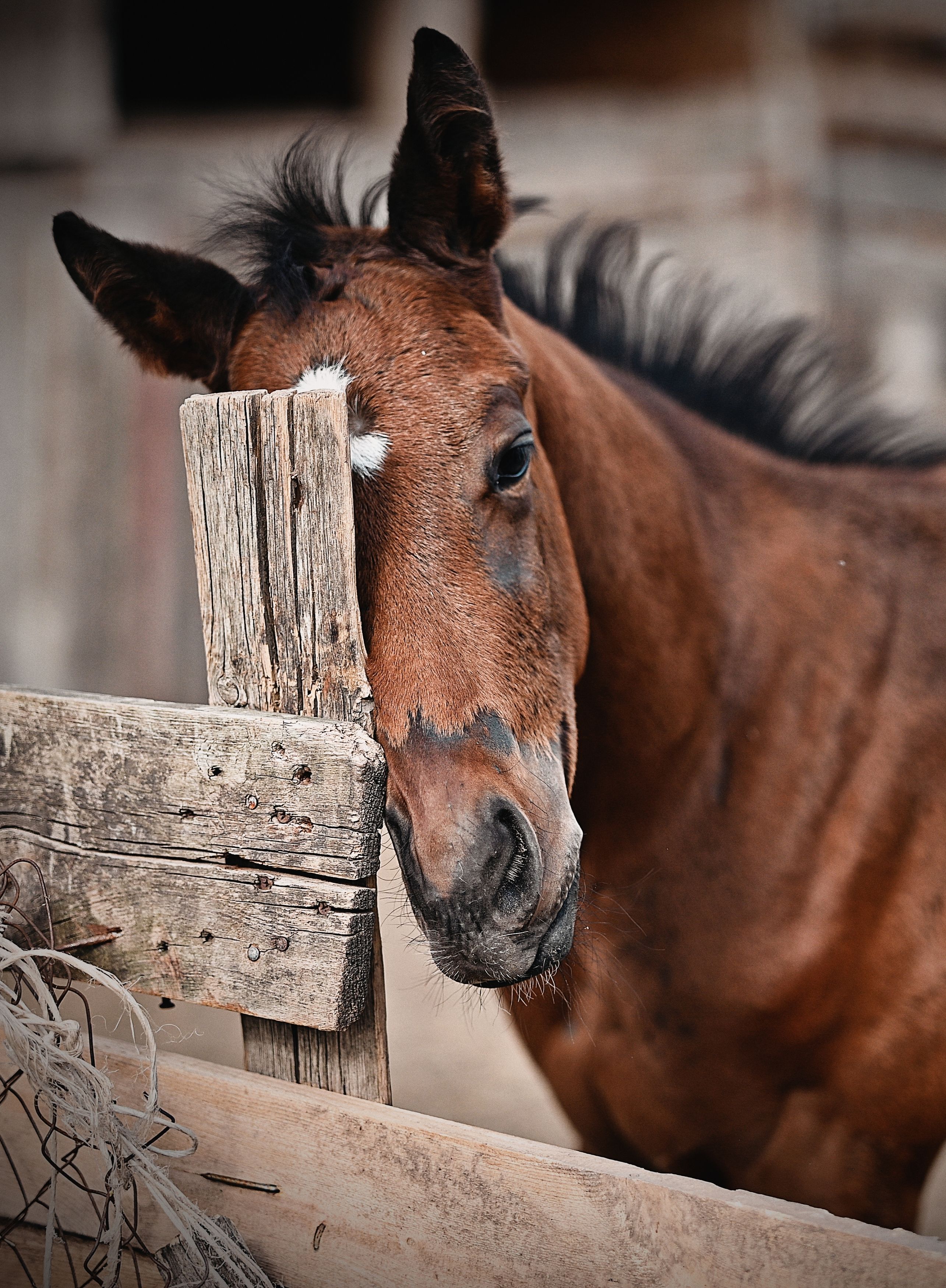 Photograph by Елена Пихурова