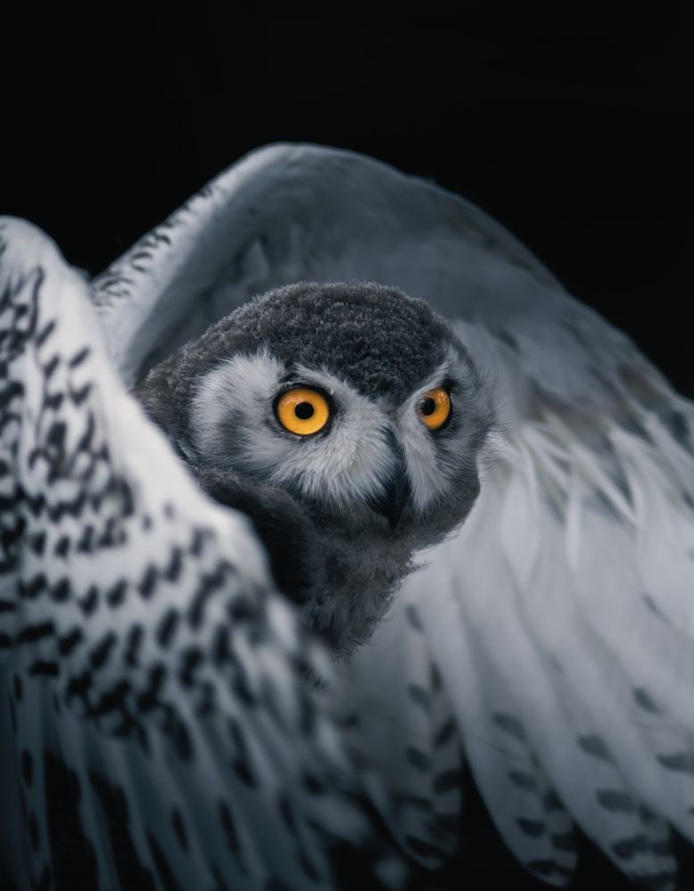 Photograph by Stanislav Nilsson