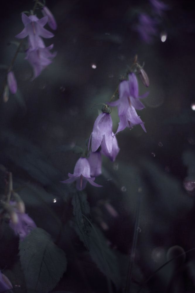 Photograph by Stanislav Nilsson