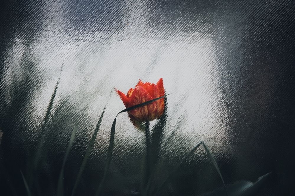 Photograph by Stanislav Nilsson