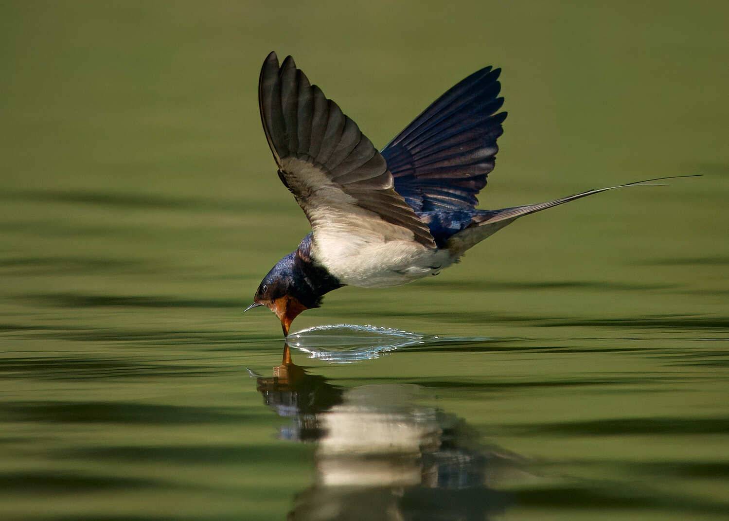 Фотография #12485394