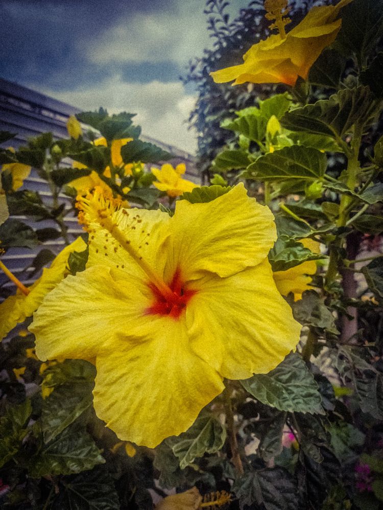 HAWAIIAN HIBISCUS