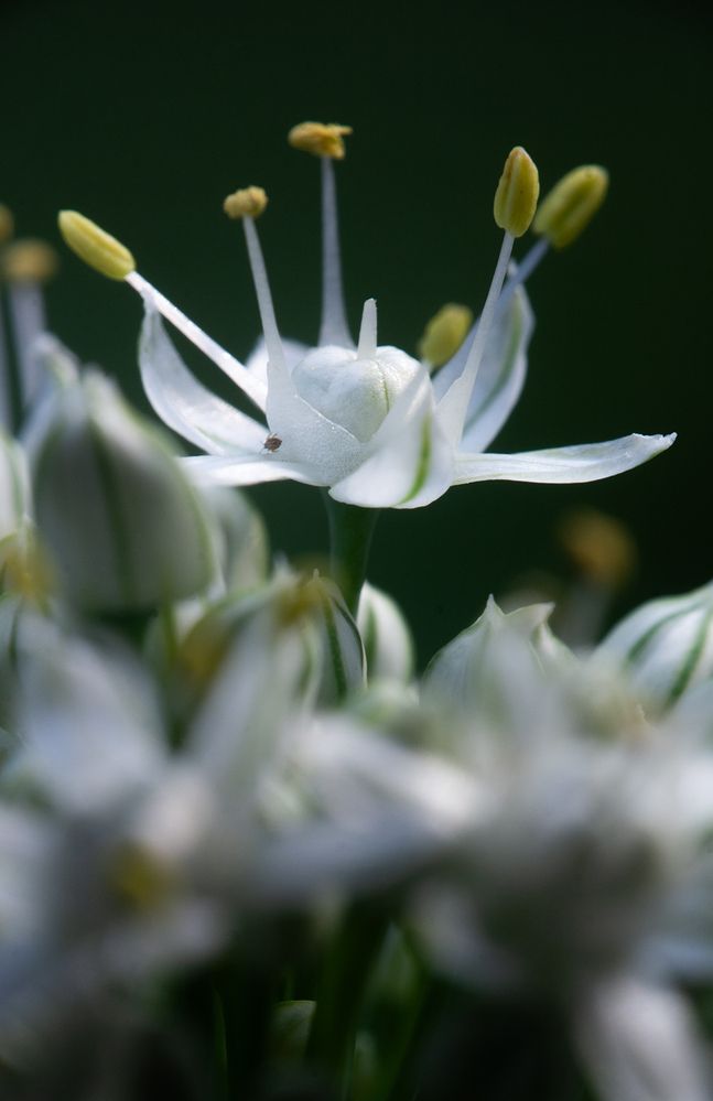 Photograph by Владимир Михайлов