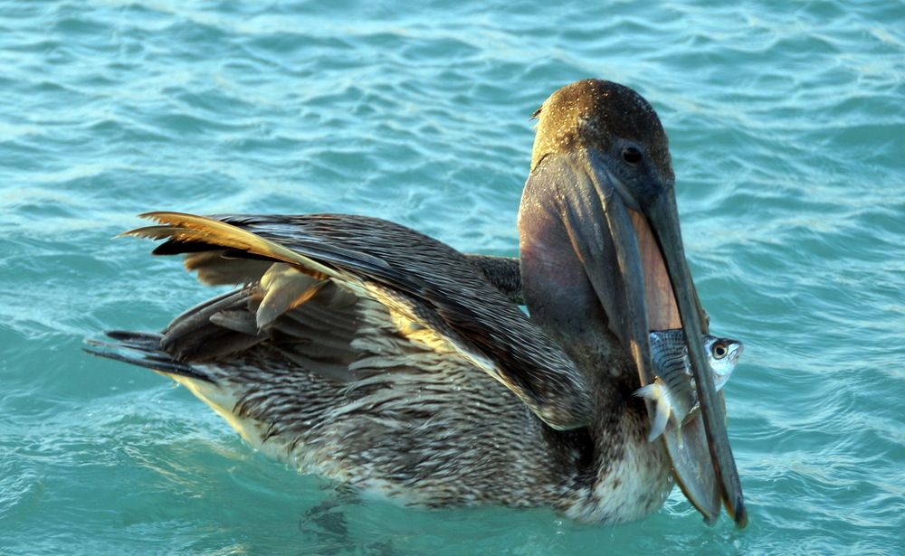 Фотография автора николай зайцев