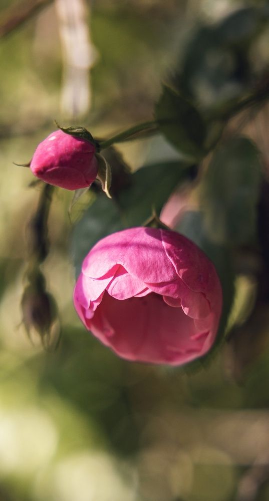 Photograph by Александр Арасланов