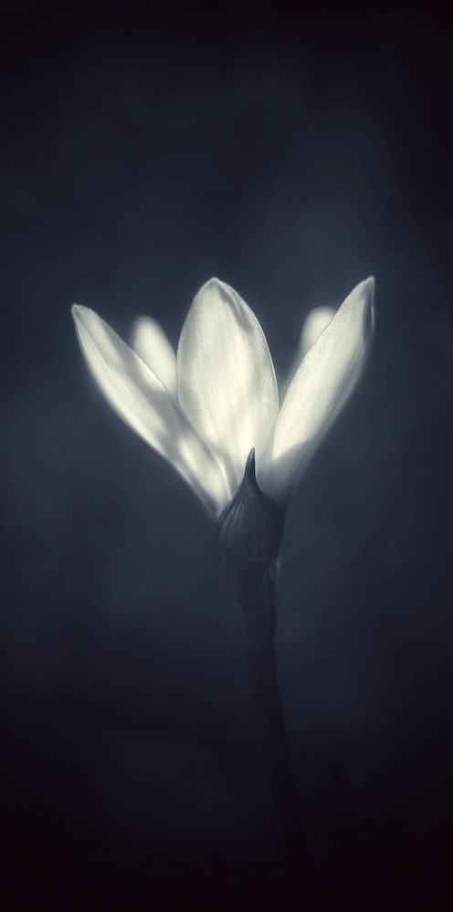 Photograph by Александр Арасланов