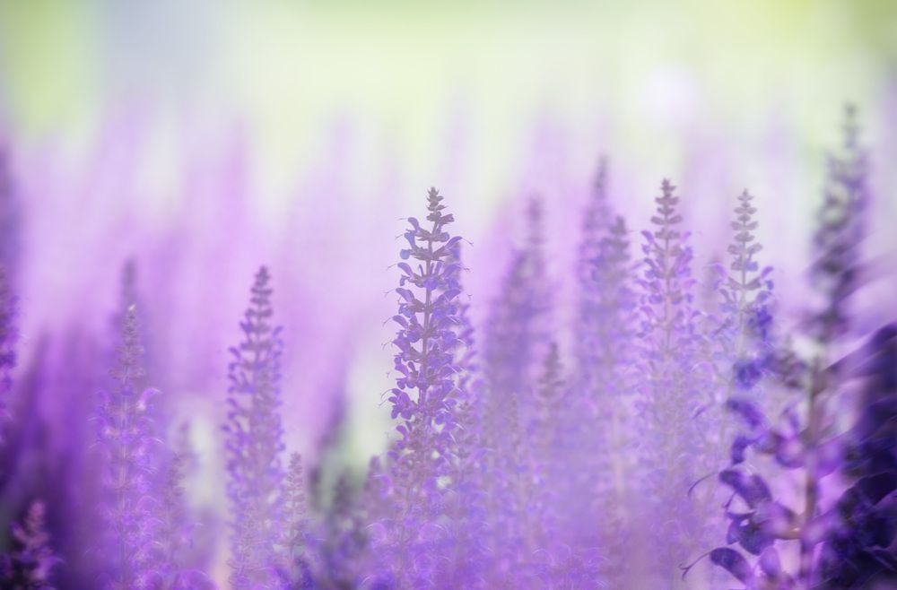 Photograph by ЕЛЕНА Рохо-Фернандес