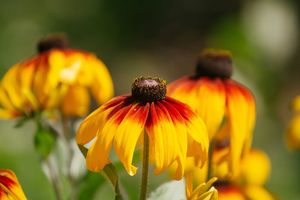 Photograph by ЕЛЕНА Рохо-Фернандес