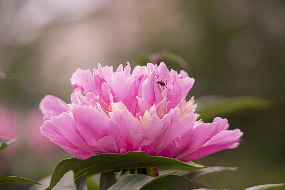 Photograph by Бурикова Екатерина