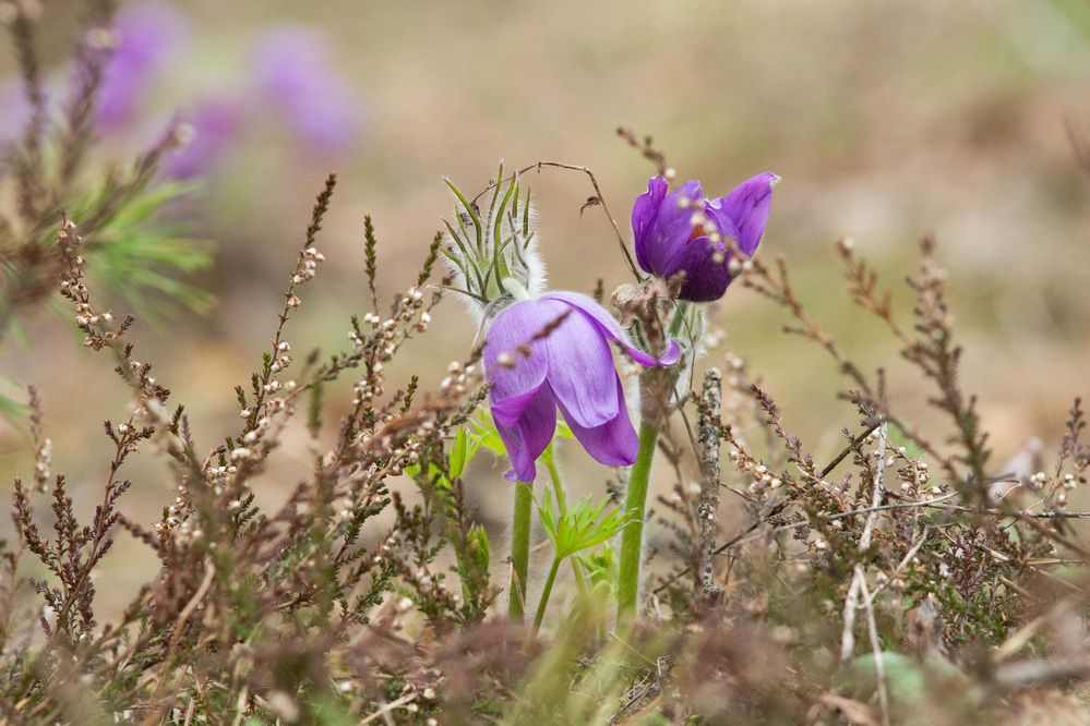 Photograph by Алексей Борисов