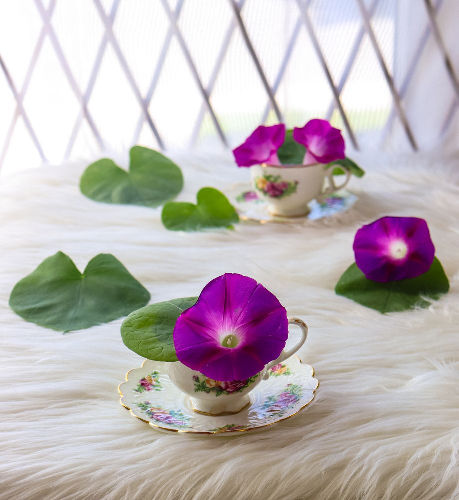 Photograph by Shaila Mahbub