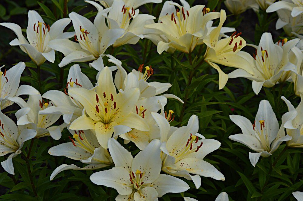 Photograph by Елена Савчук