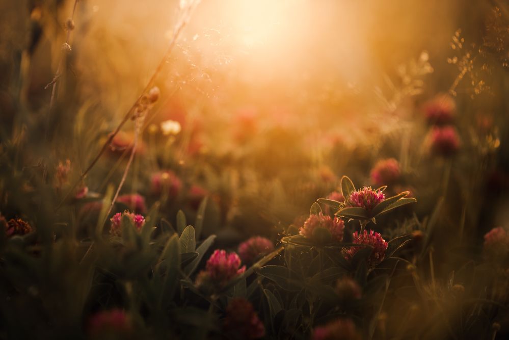 Photograph by Елена Владимировна