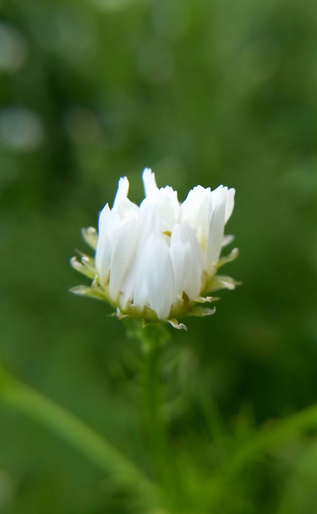 Photograph by Назмутдинова Сауия