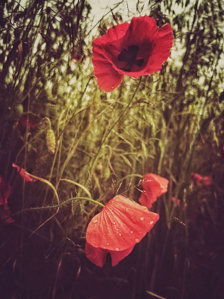 Photograph by Swetlana Lebedev