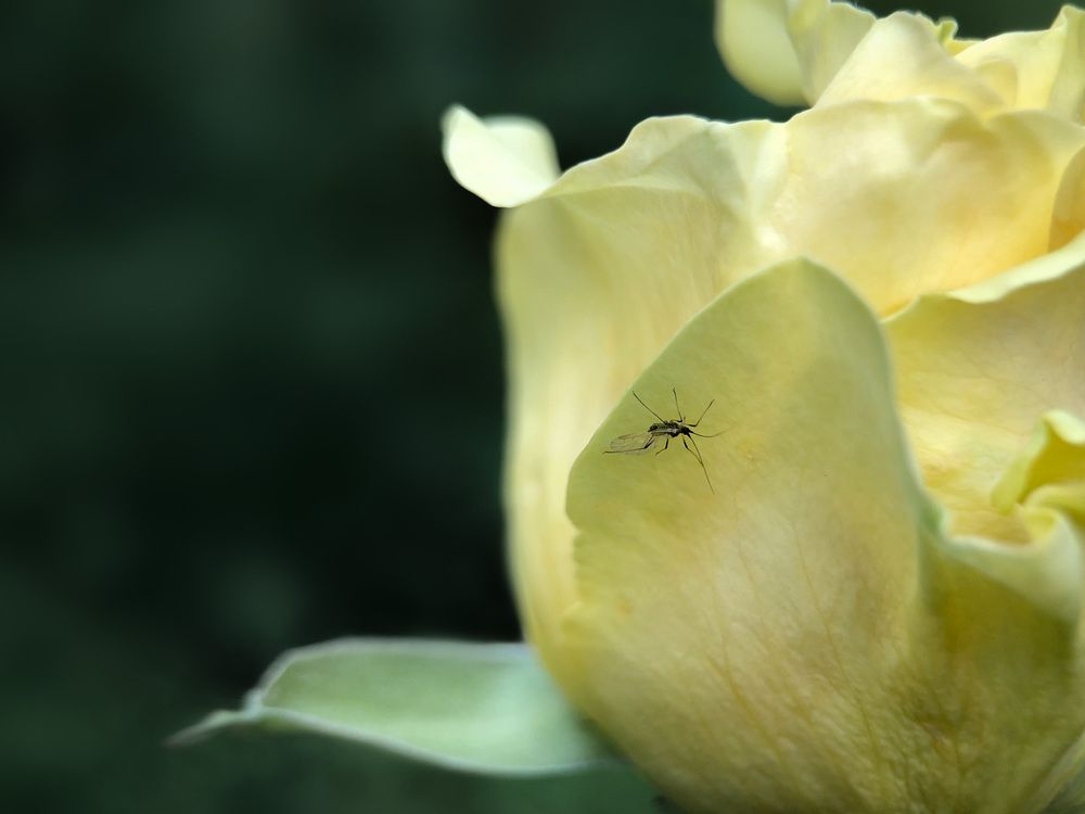 Photograph by Татьяна Левашова