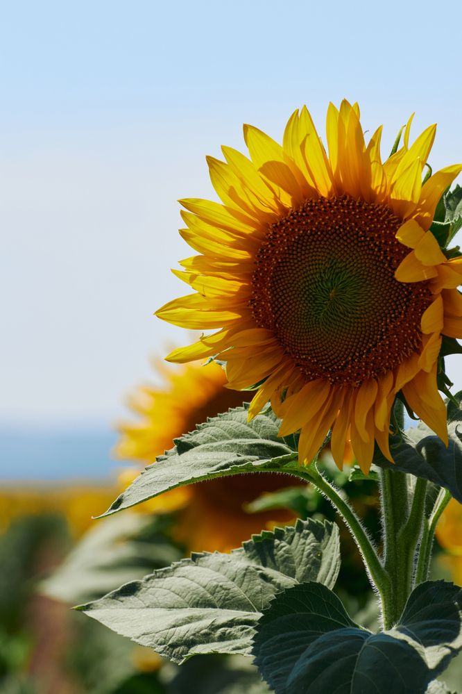 Photograph by Александр Лиманский