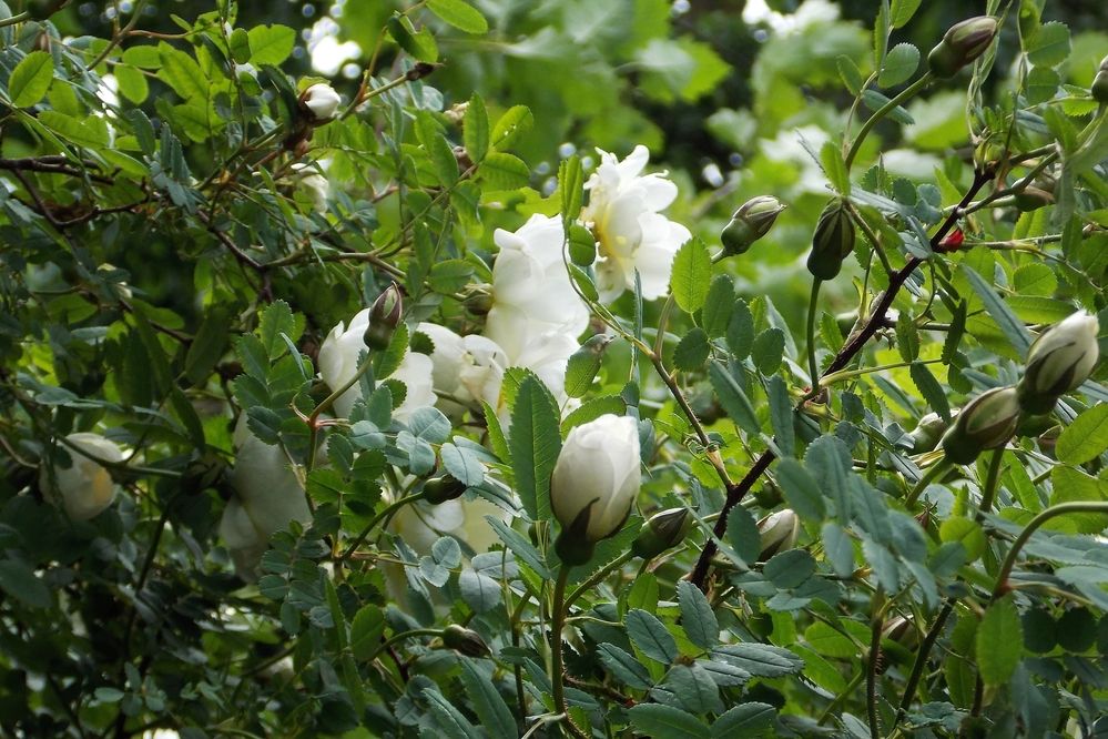 Фотография автора Вера,  Саша  Натан Фотогруппа ВЕСНА