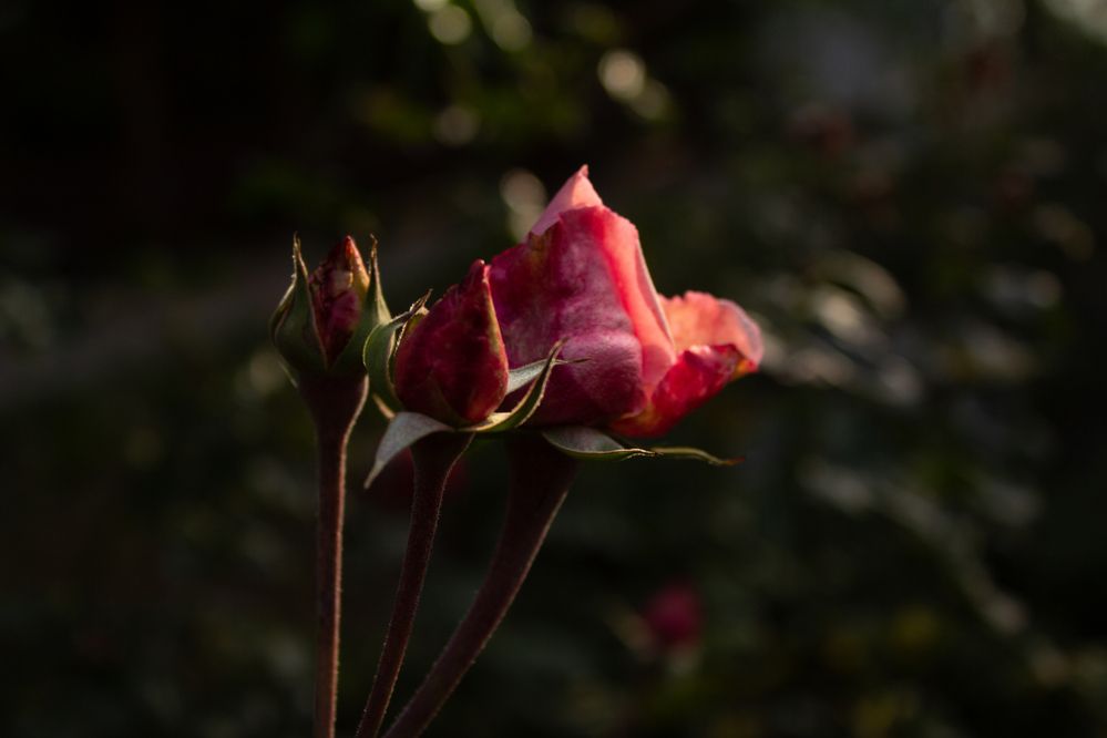 Photograph by Анна Лукина