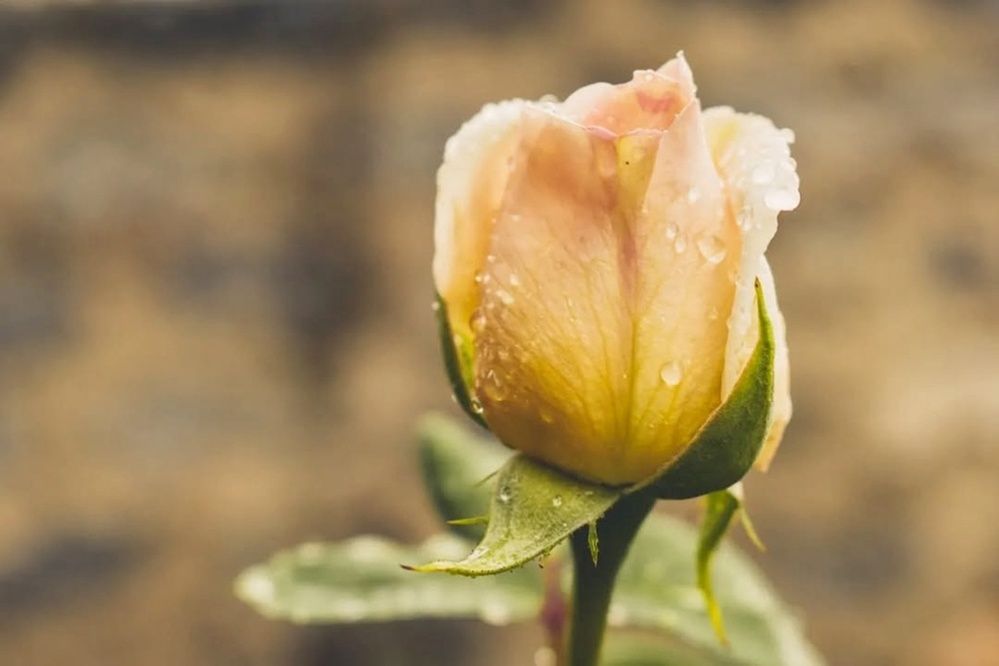 Фотография автора Karukola Puneeth