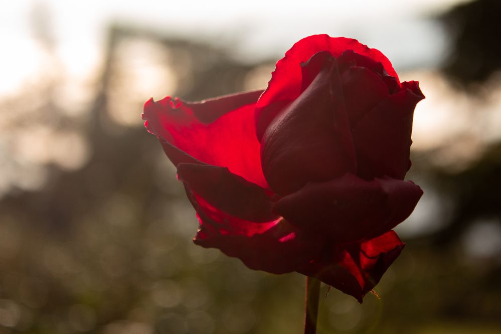 Photograph by Анна Лукина