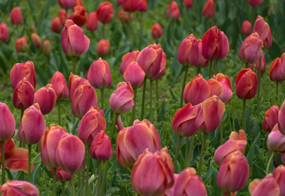 Photograph by Alla Shapochnik