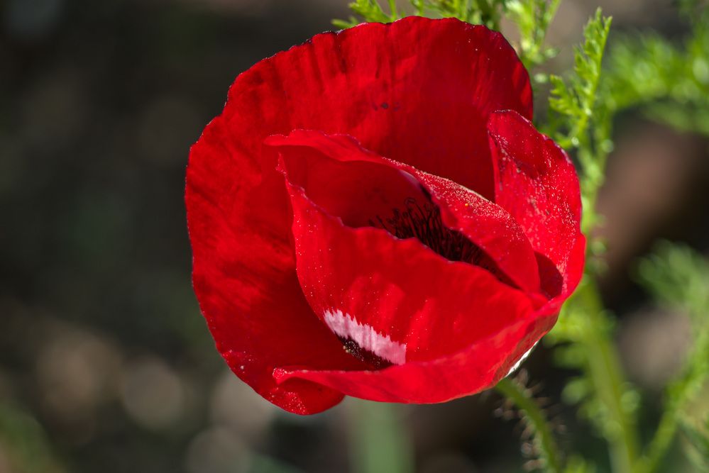 Photograph by Alla Shapochnik