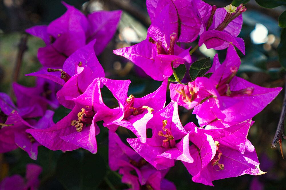 Photograph by Alla Shapochnik