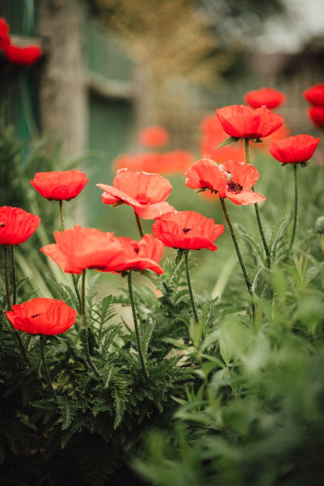 Photograph by Марина Пехтерева