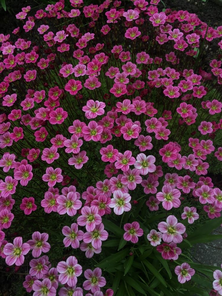 Photograph by S. Ivanov