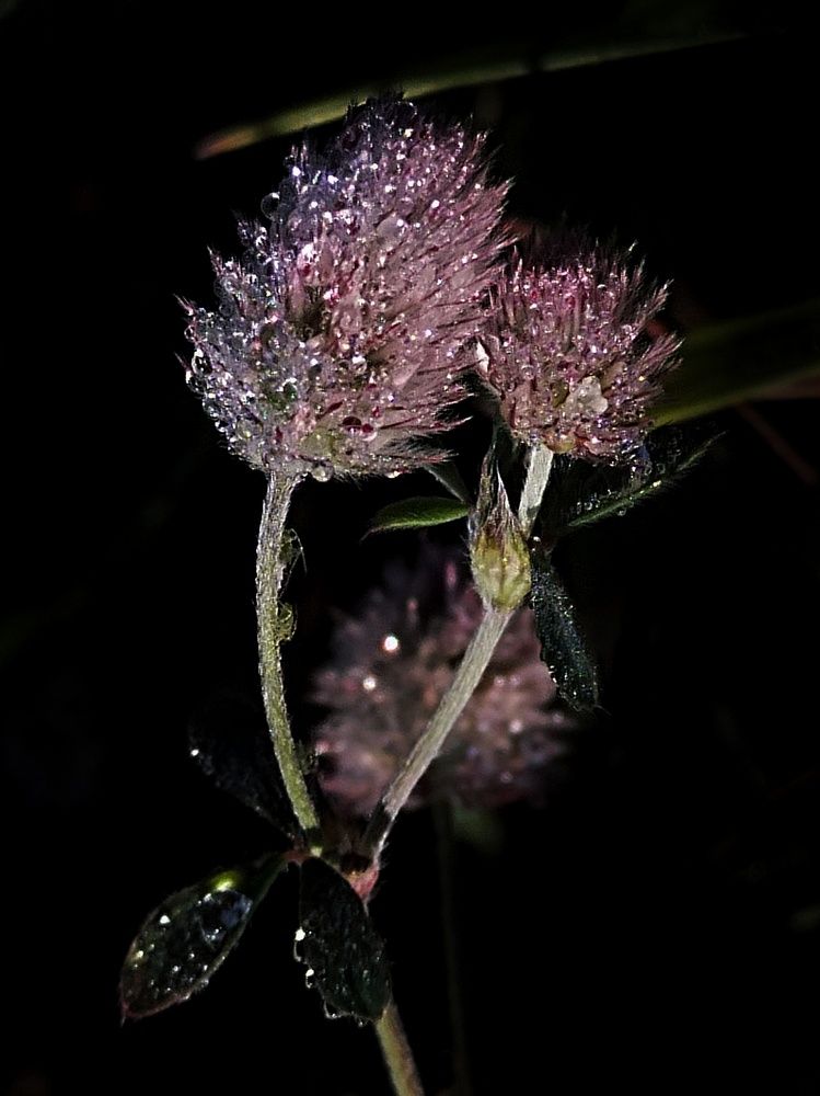 Photograph by Ирина Семенович