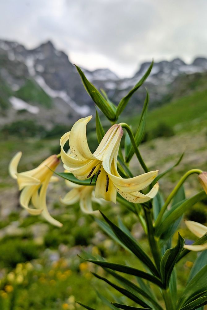 Photograph by Gurdina Lena