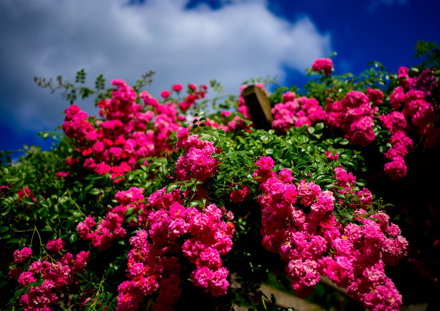 Фотография #12486025