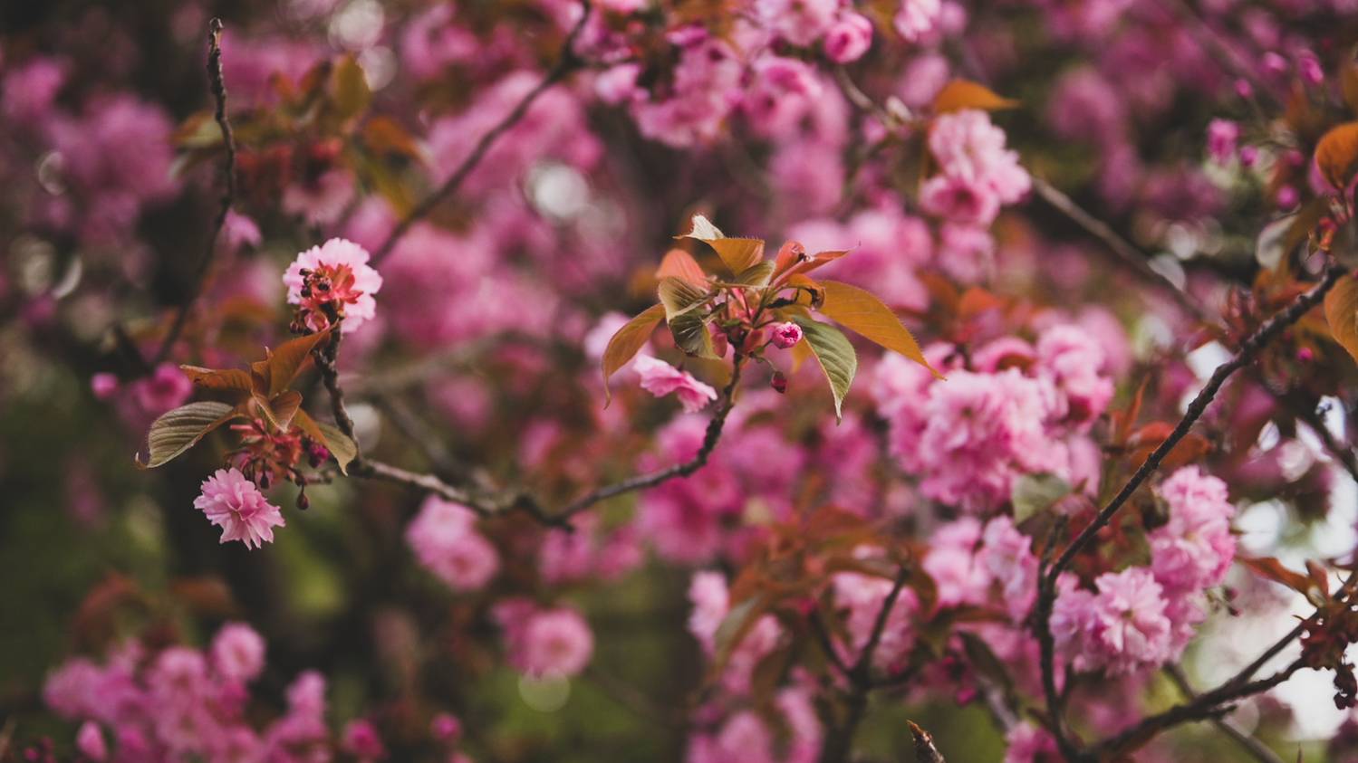 Фотография #12486034