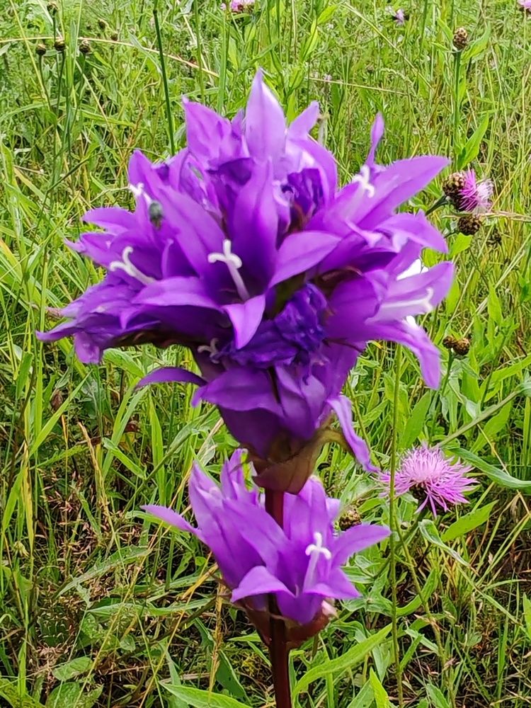 Вдохновение