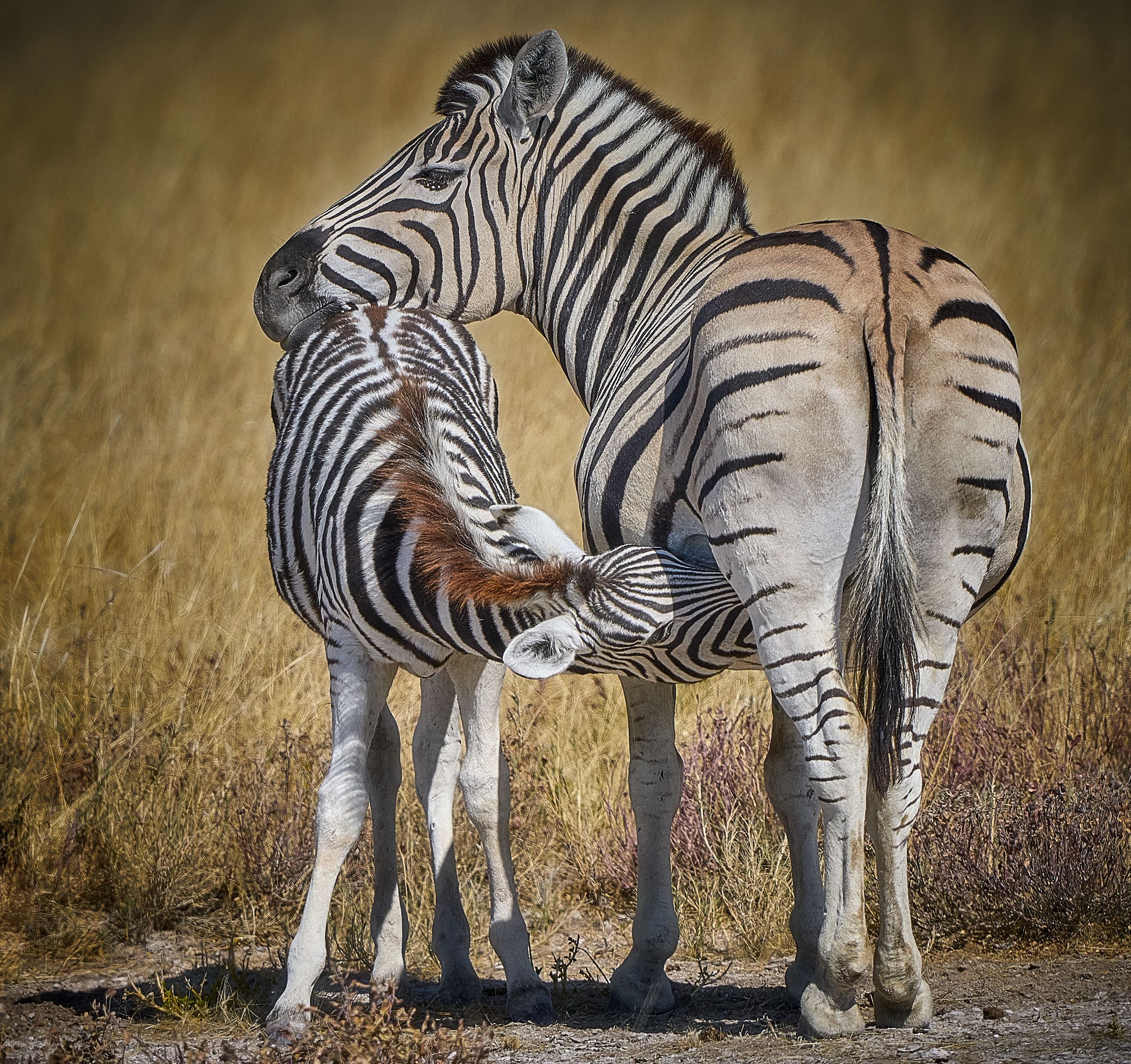 Photograph by Boris Bekelman