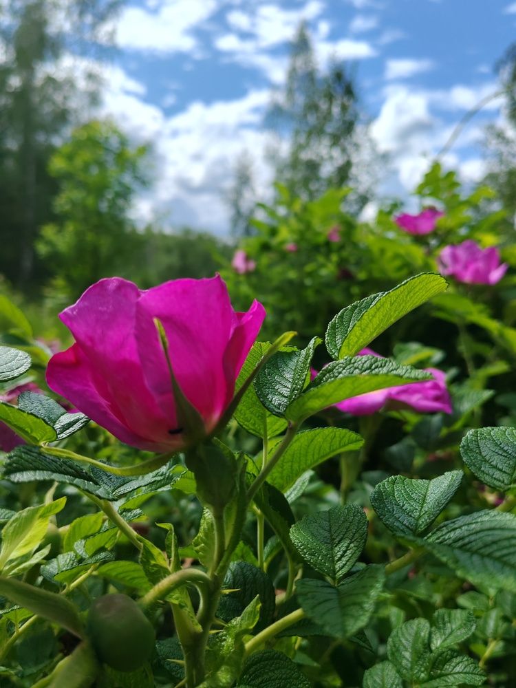 Любовь колючая