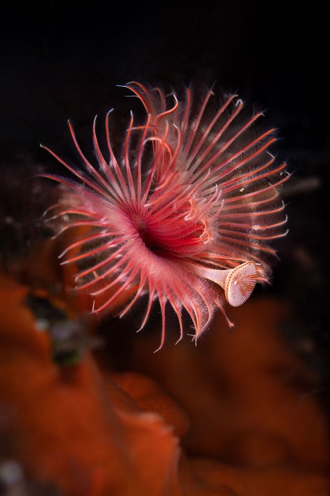 Serpula vermicularis