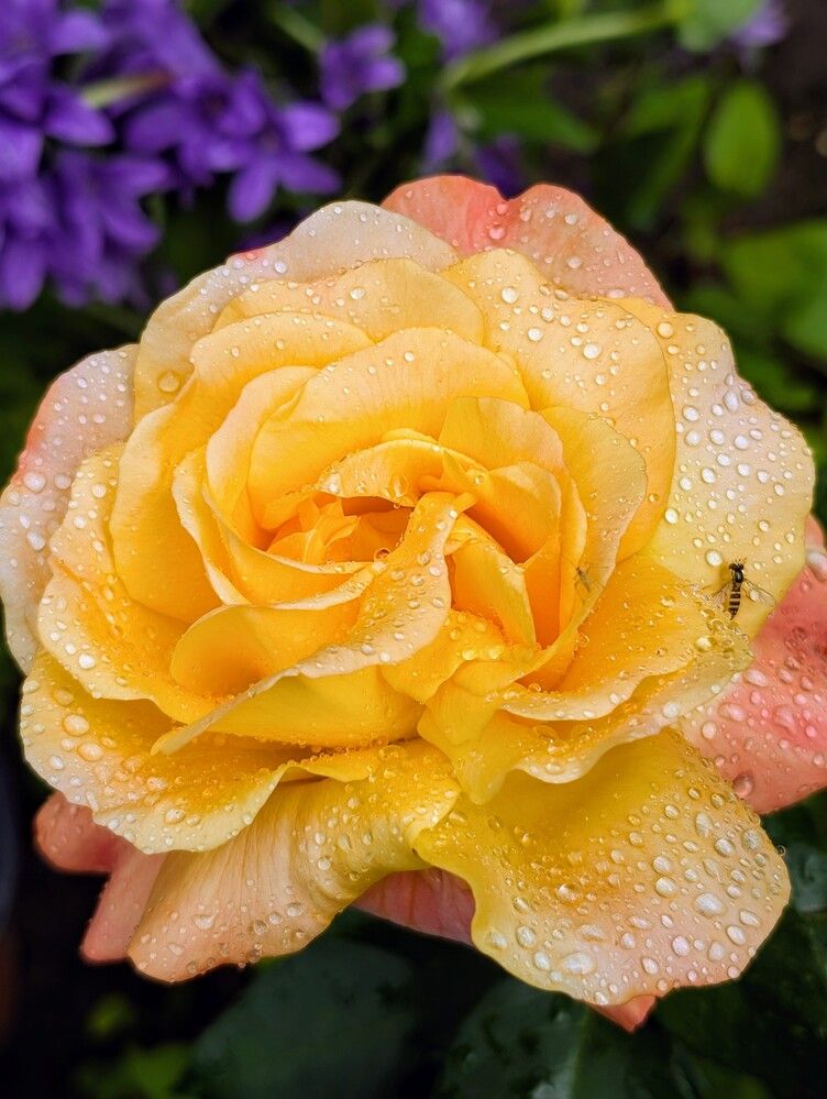 Фотография автора Рузинова Елена