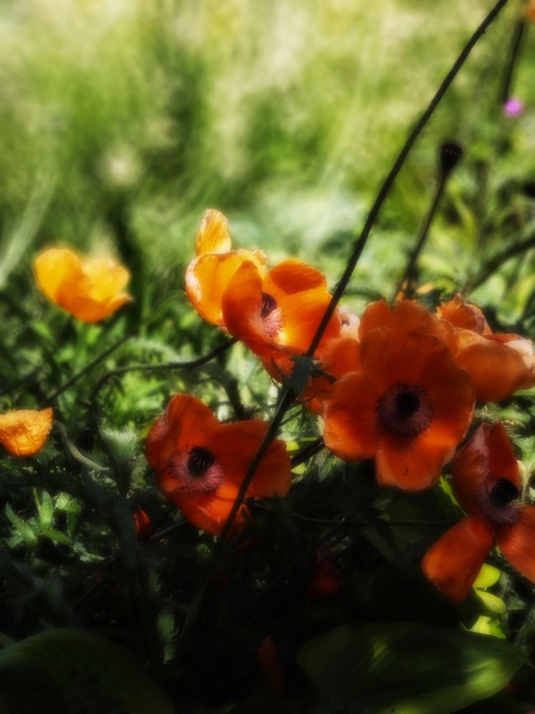 Фотография автора Ирина Кокшарова