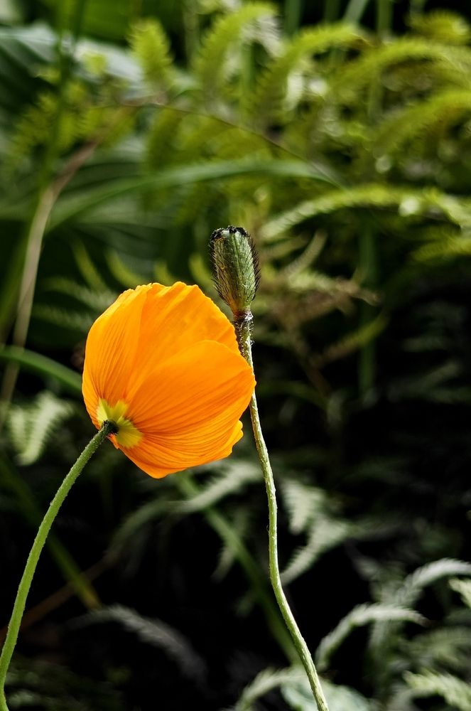 Фотография автора Ирина Кокшарова