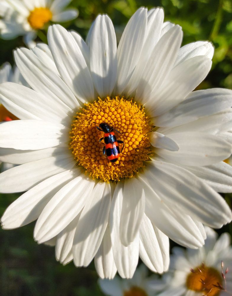 Photograph by Олеся Бронзова