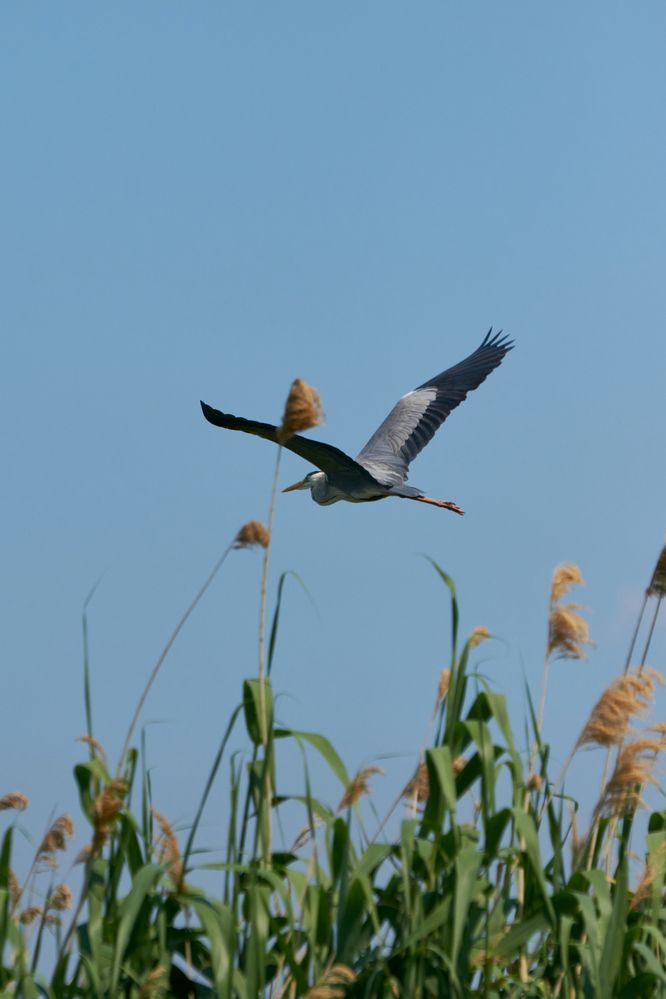 Photograph by Александр Лиманский