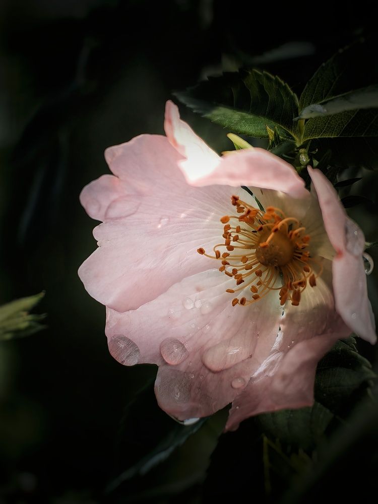 Photograph by Ярославна