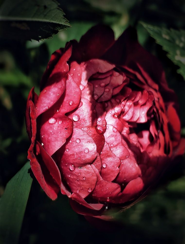 Photograph by Ярославна