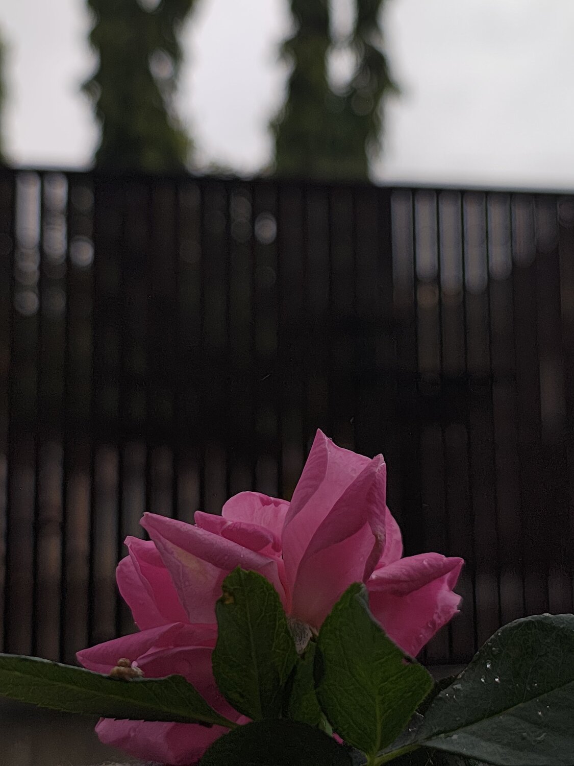 Photo #12486268