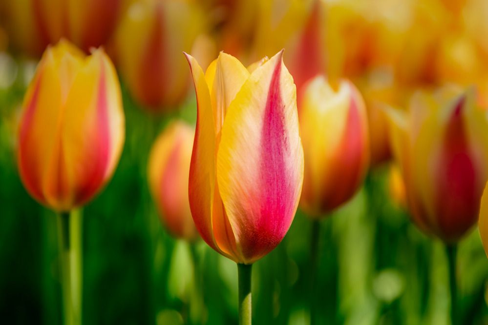 Photograph by Александър Каленски