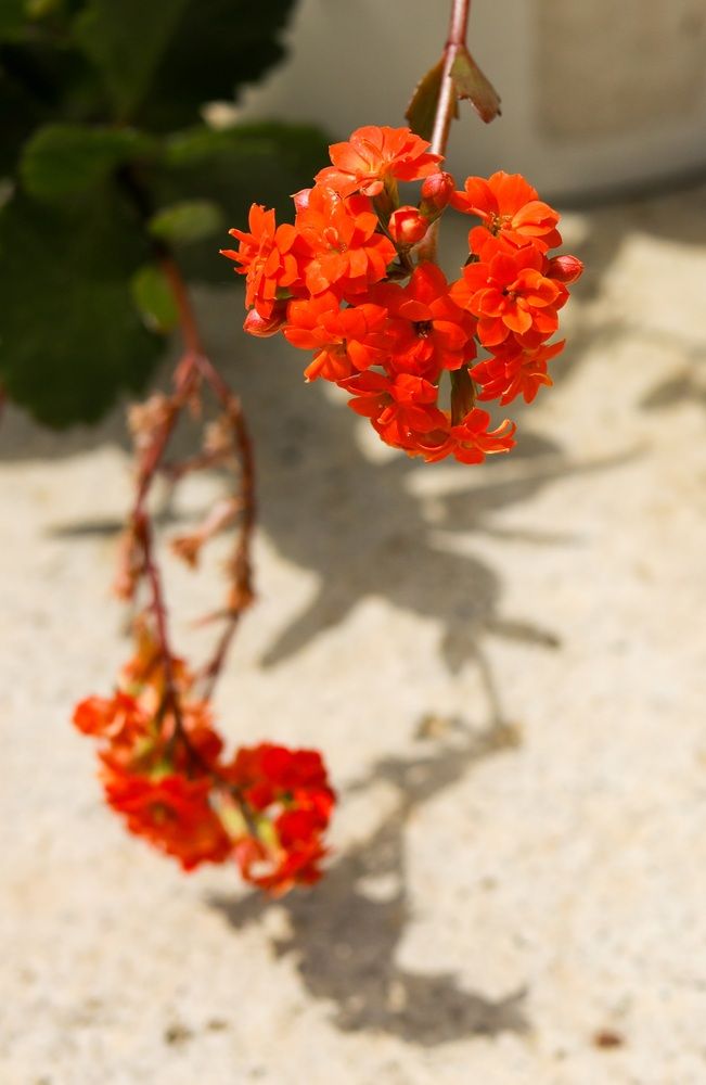 Фотография автора Елена Чурилова